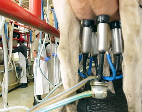 CIC Santa María – Lechería Especializada